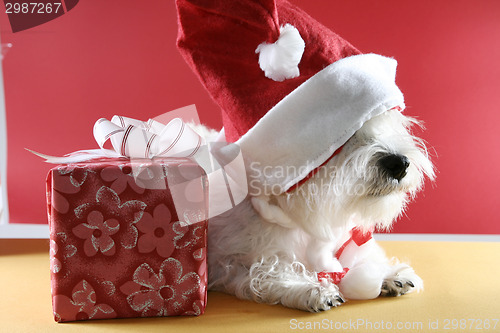 Image of White puppy
