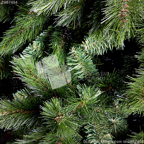 Image of green branches of fir-tree