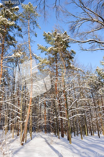 Image of snowy winter forest