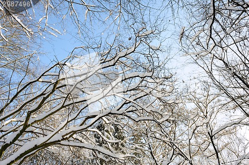Image of snowy winter forest