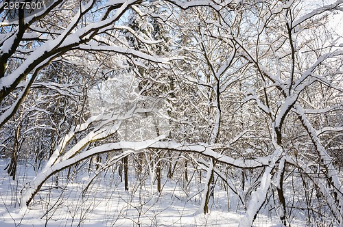 Image of snowy winter forest