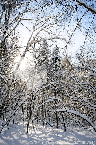 Image of snowy winter forest