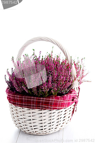 Image of heather