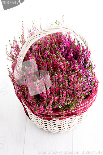 Image of heather