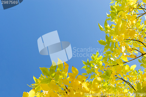 Image of Golden autumn yellow leaves against clear blue sky