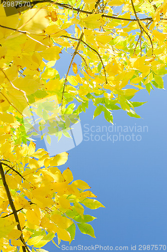 Image of Vertical autumn background with yellow foliage over blue sky