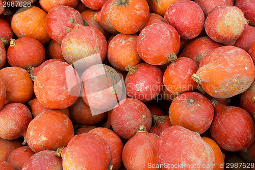 Image of Pumpkins on the field