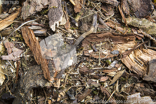 Image of Forest floor