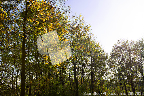 Image of Autumnal forest