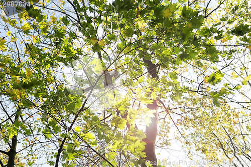 Image of Autumnal forest