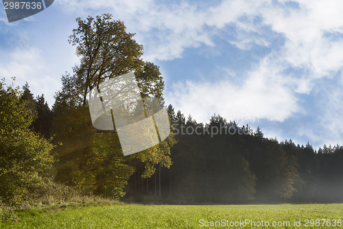 Image of Autumnal forest