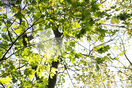 Image of Autumnal forest