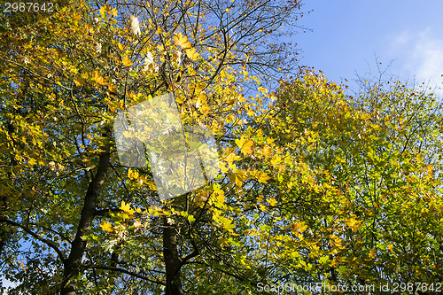 Image of Autumnal forest