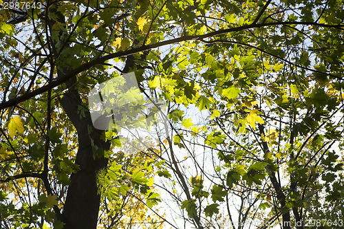 Image of Autumnal forest