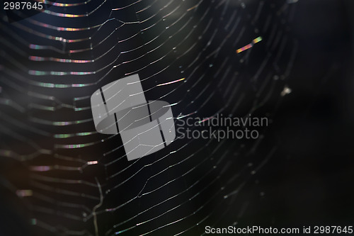 Image of Closeup of a spider web