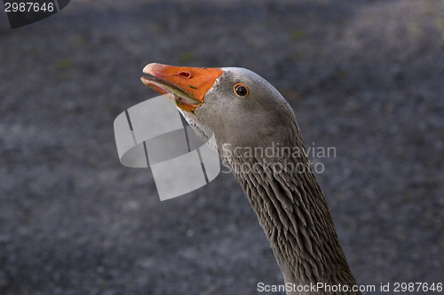 Image of Closeup of a grey goose