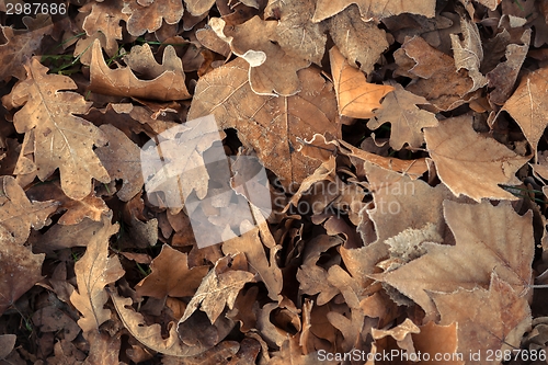 Image of Fallen leaves