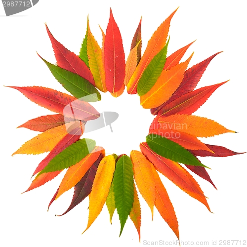 Image of Fallen leaves