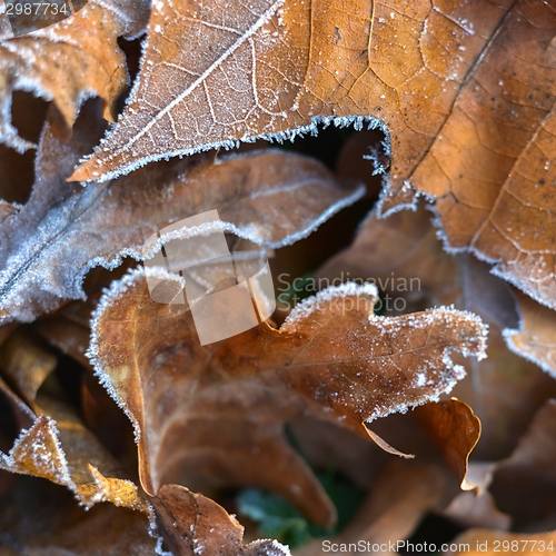 Image of Fallen leaves