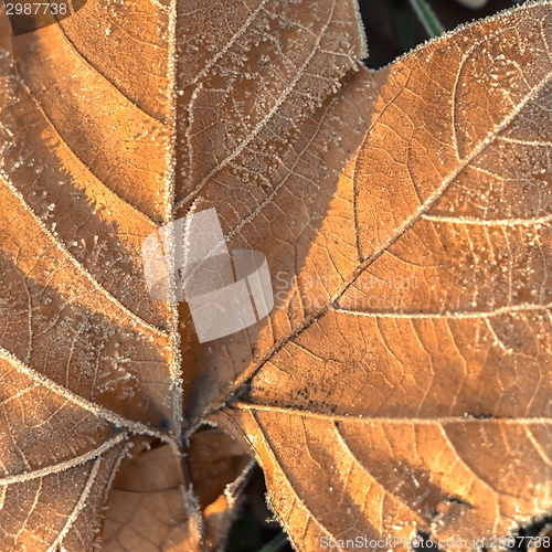 Image of Fallen leaves