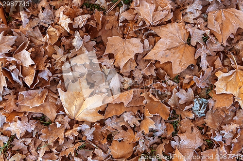 Image of Fallen leaves