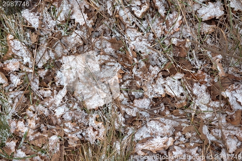 Image of Fallen leaves