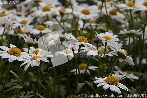 Image of daisies