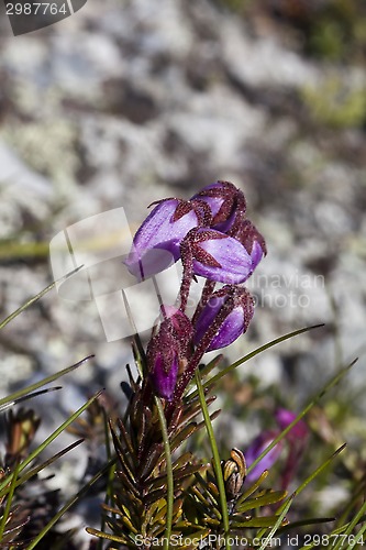 Image of heather bells