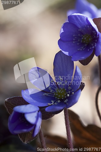 Image of blue anemones