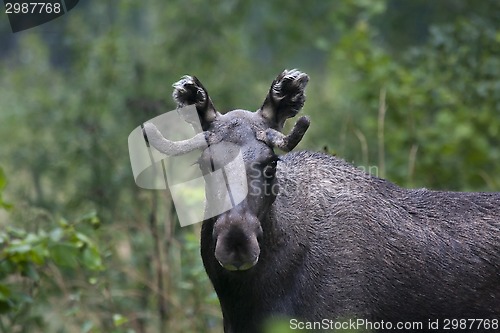 Image of male moose (elk)