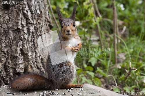 Image of red squirrel