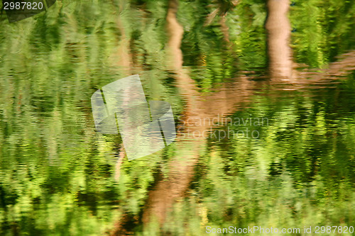 Image of Tree reflection on water