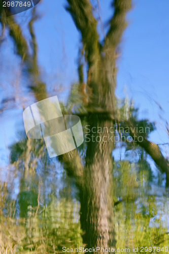 Image of Tree reflection on water surface