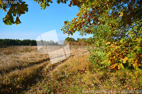 Image of View autumn meadow and a dirt road through the branches of a tre