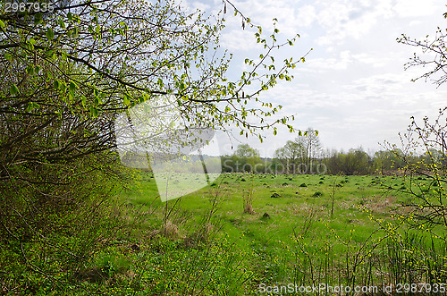 Image of Landscape with spring meadow and young grass