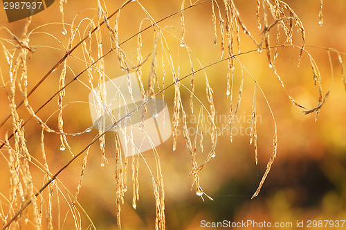 Image of Natural background of grass with drops of dew on the autumn mead