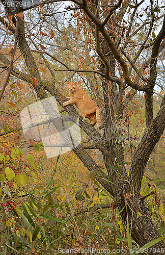 Image of Red cat is climbing the tree in autumn
