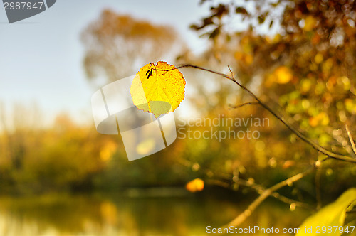 Image of Autumn leaf closeup of the river is in the background