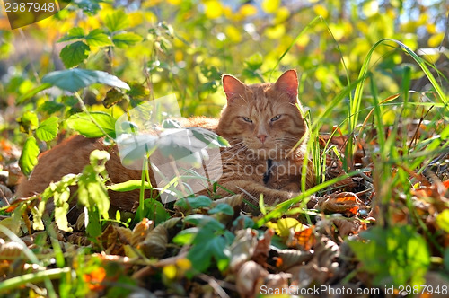Image of Red cat lies in autumn the grass