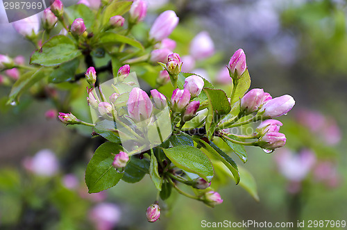 Image of Branch pears with pink flowers in the rain drops