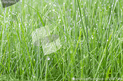 Image of Green grass in drops of dew