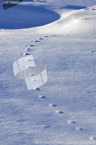 Image of Beautiful winter view with traces of animals on the blue snow