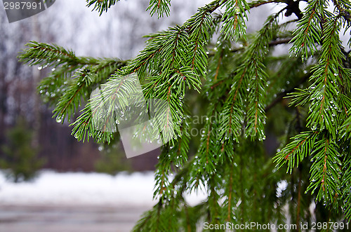 Image of Spruce branches