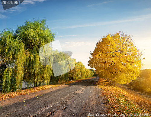 Image of Road through autumn forest