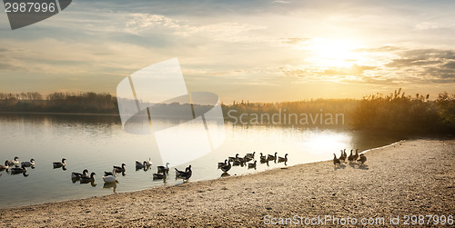 Image of Geese on the pond