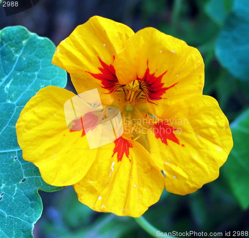 Image of Beauty in yellow