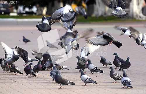 Image of A flock of pigeons on the fly bite seeds in the Park