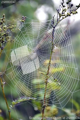 Image of Spider web
