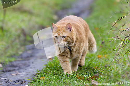 Image of Red cat walks in the autumn grass 