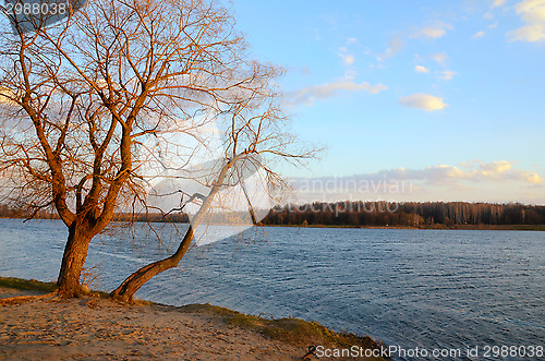 Image of The tree above the lake in the early spring